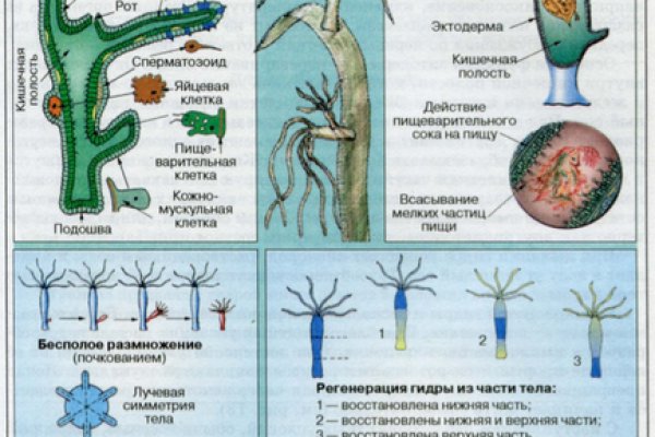 Kraken наркшоп